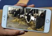 Calving Cameras